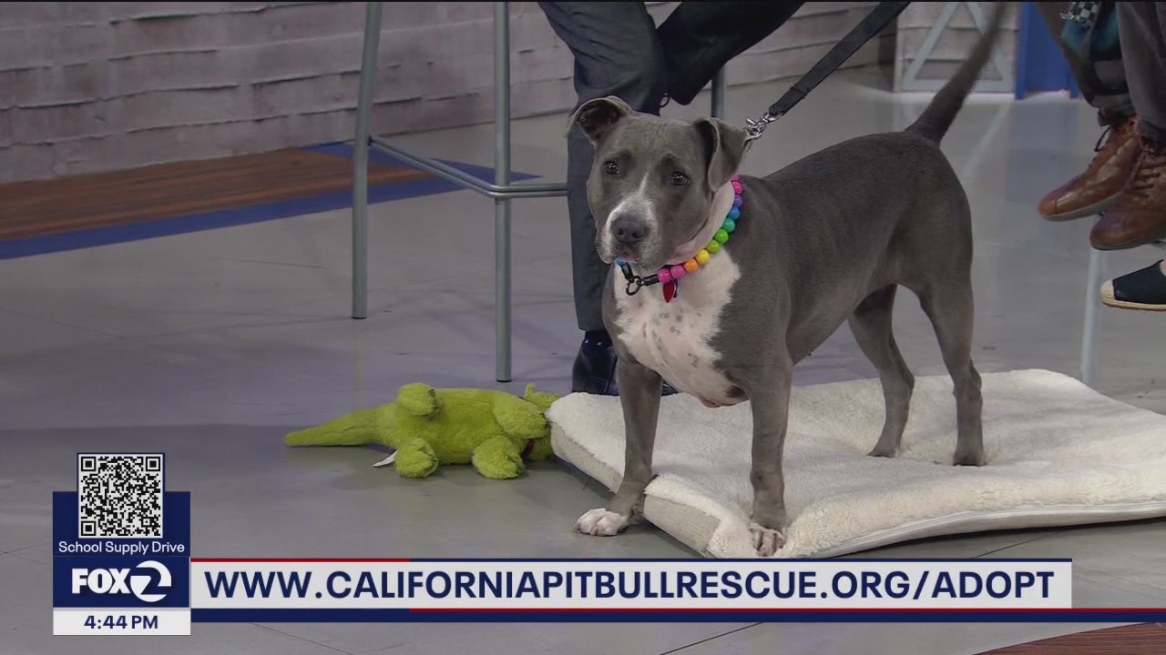 Forever Home Friday: Someone special for Sadie