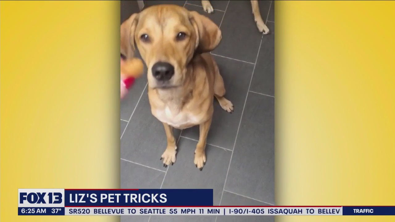 Liz's Pet Tricks for Thursday, April 20