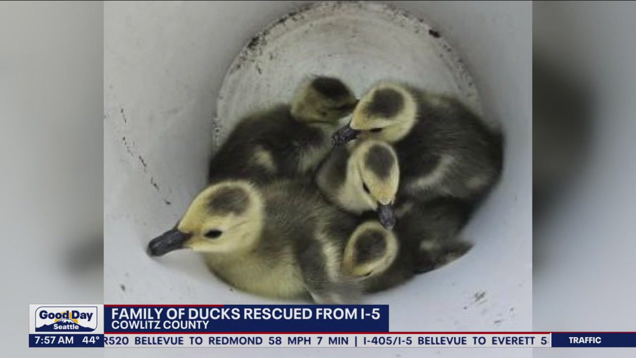 Family of ducks rescued from I-5