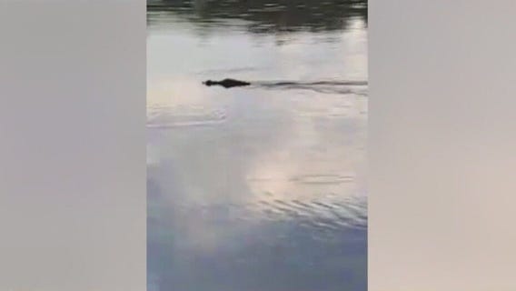 Gators take over floodwaters in Florida