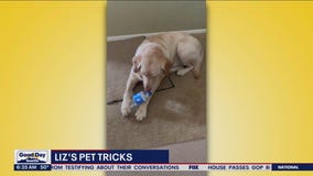 Liz's Pet Tricks for Thursday, April 27