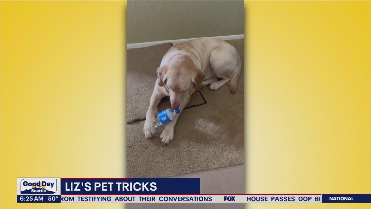 Liz's Pet Tricks for Thursday, April 27