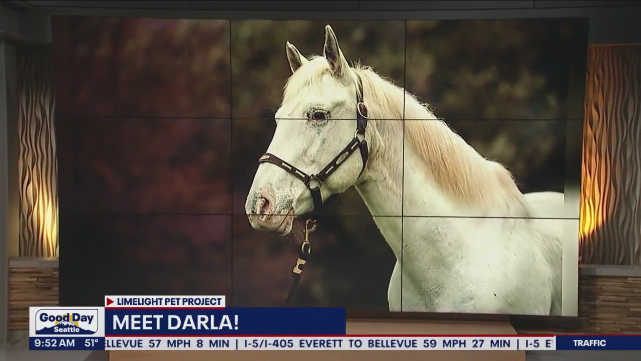 Pet of the Week: Darla