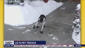 Liz's Pet Tricks for Thursday, May 4