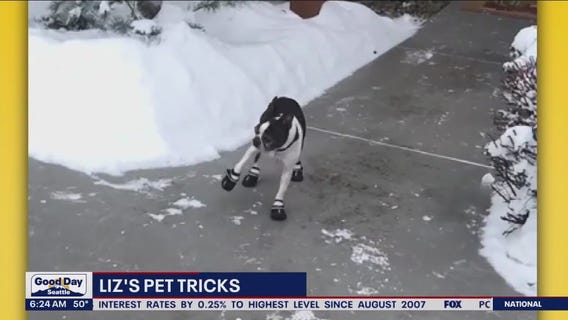 Liz's Pet Tricks for Thursday, May 4