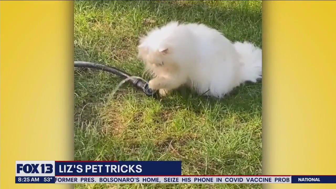 Liz's Pet Tricks for Wednesday, April 12