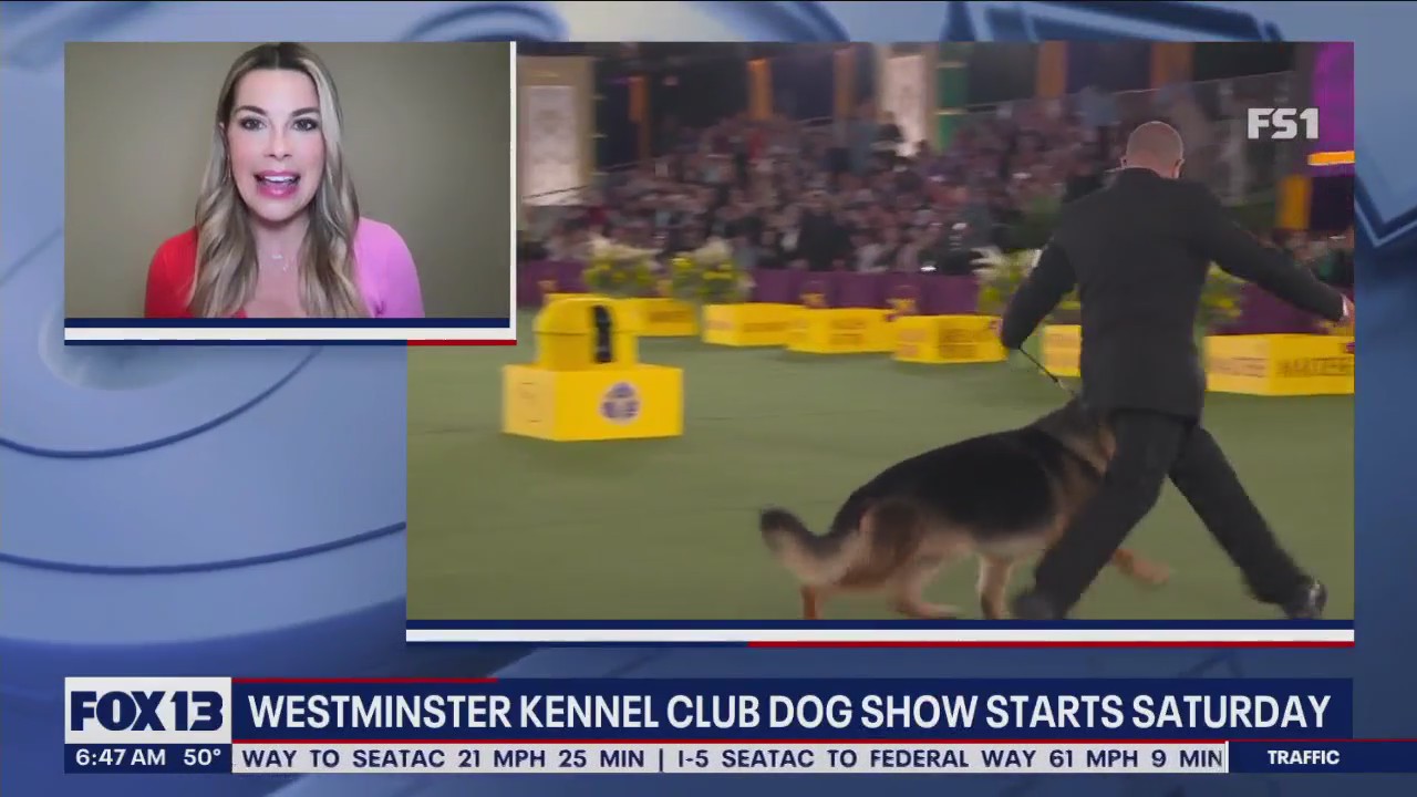 Westminster Kennel Club dog show starts Saturday