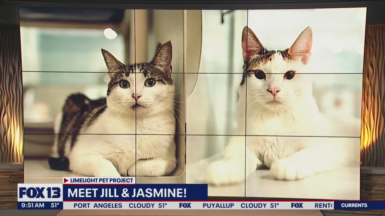Pet of the Week: Jill & Jasmine