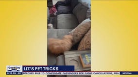 Liz's Pet Tricks for Tuesday, May 9