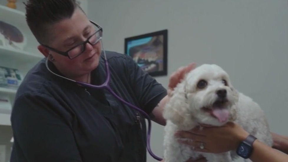 New drug aims to extend a dog's lifespan