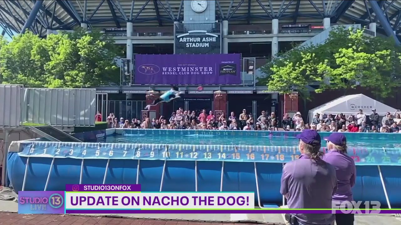 Local dog Nacho jumps far at Westminster Kennel Club Dog Show