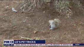 Liz's Pet Tricks for Wednesday, May 10