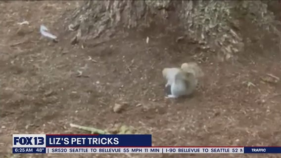 Liz's Pet Tricks for Wednesday, May 10