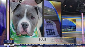 FurEver Home: March 20, 2022