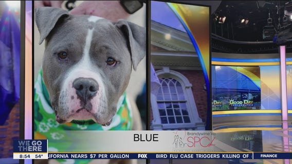 FurEver Home: March 20, 2022