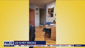 Liz's Pet Tricks for Wednesday, May 17