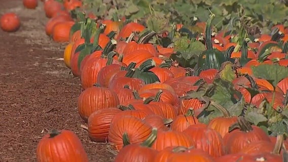 Here are tips to keep your pumpkin healthy all fall