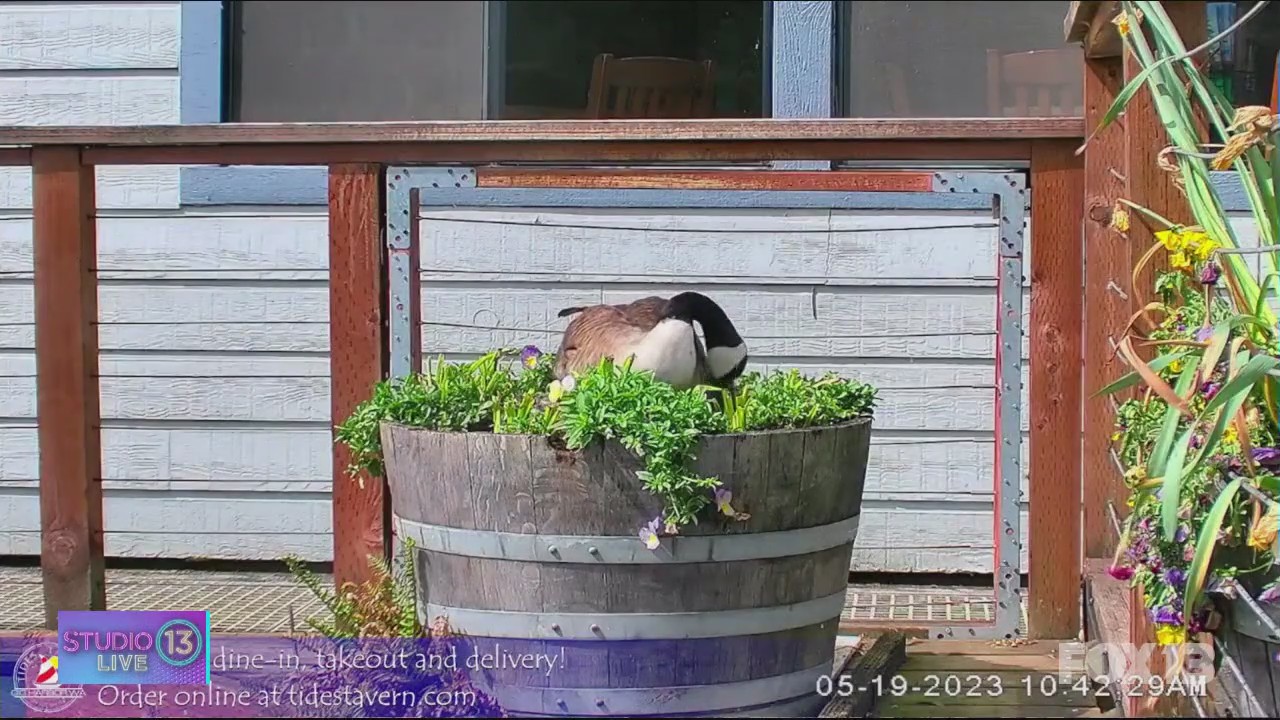 Meet Stella: The mama goose at Tides Tavern in Gig Harbor