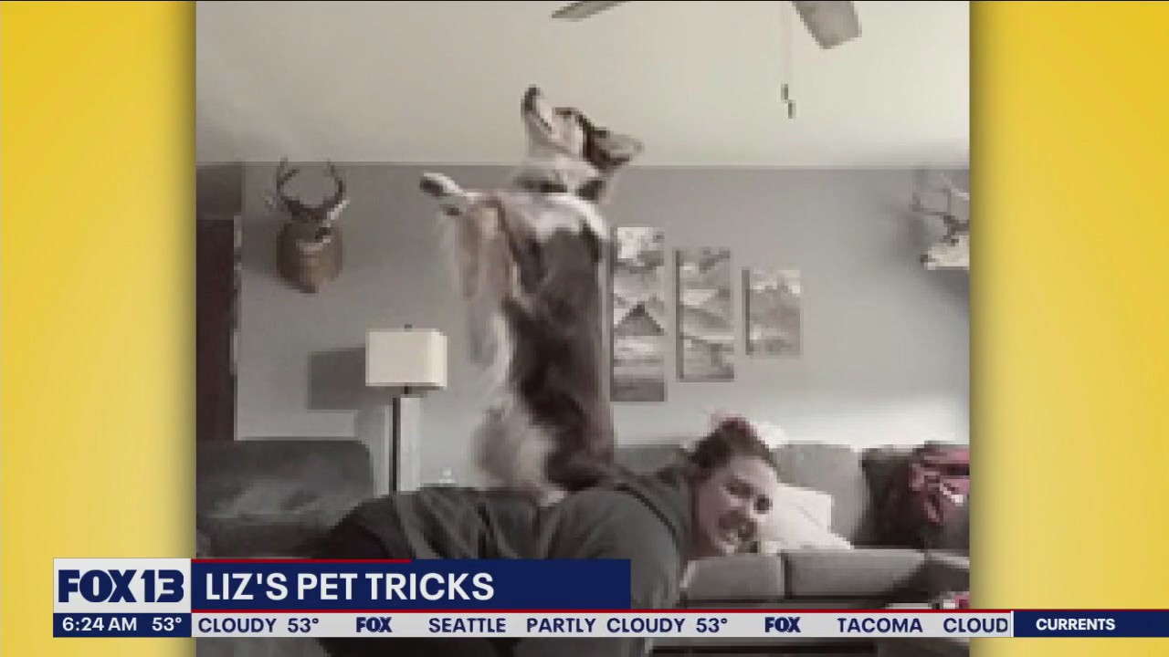 Liz's Pet Tricks for Friday, May 19