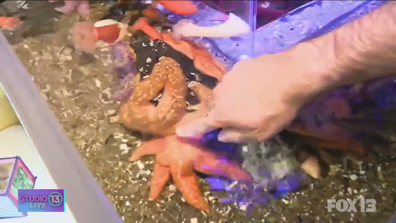 Checking out the sea creatures at Harbor Wildwatch