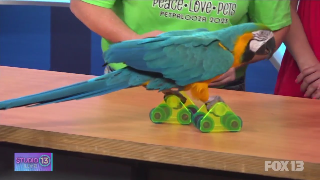 Getting ready for Petpalooza in Auburn with The Parrot Lady, Mayor Nancy Backus