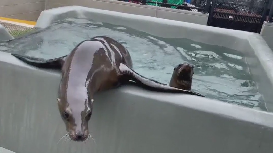 Deadly disease spreading among Bay Area sea lion population