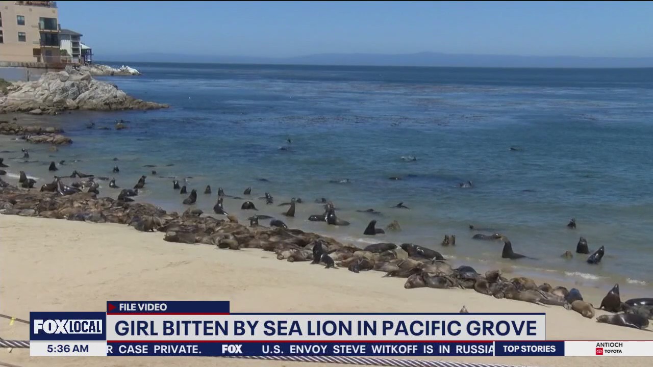 9-year-old bitten by California sea lion