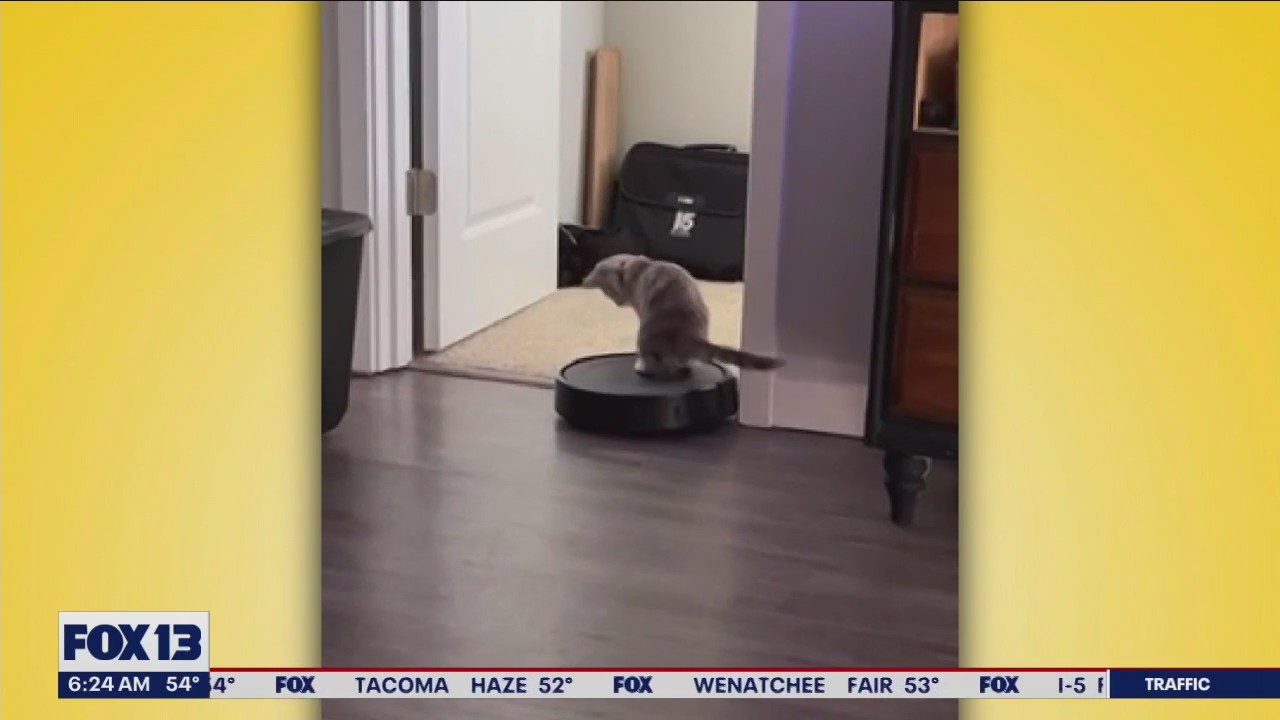 Liz's Pet Tricks for Wednesday, May 24