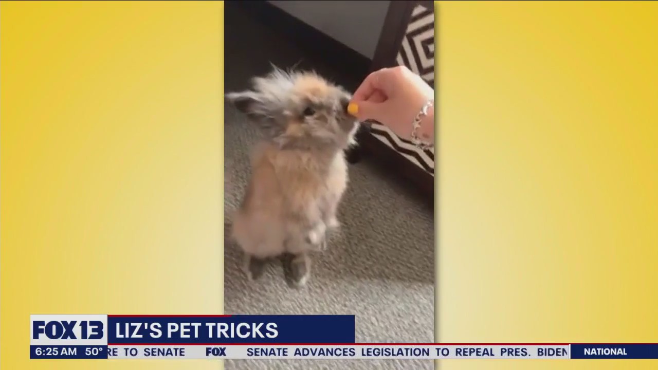 Liz's Pet Tricks for Thursday, June 1
