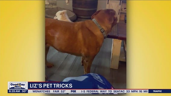 Liz's Pet Tricks for  Wednesday, May 31