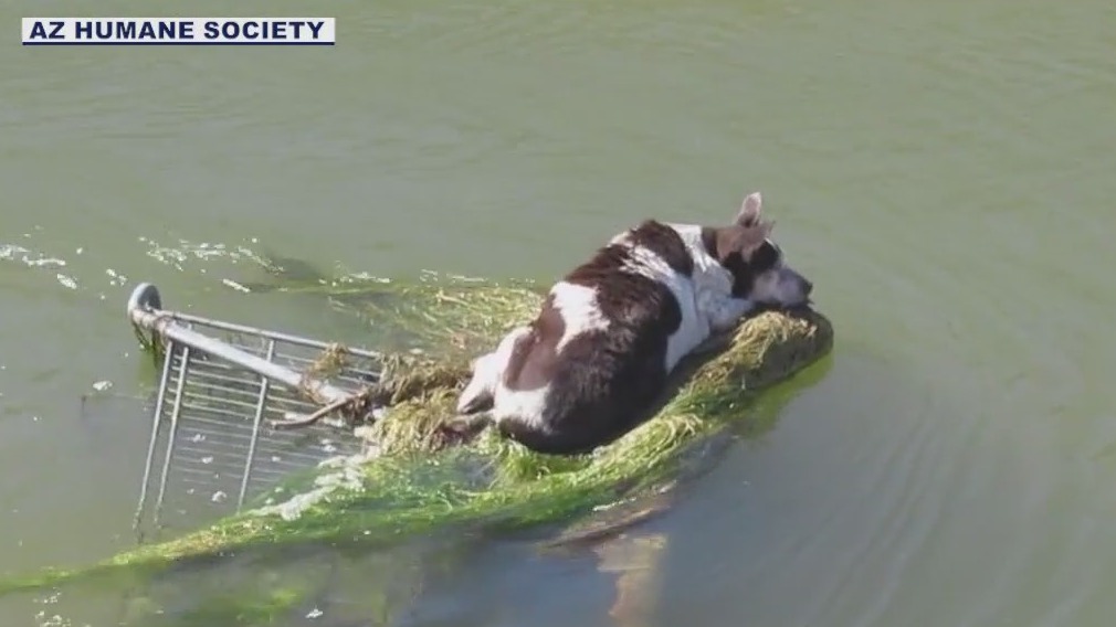 Chihuahua rescued from Phoenix canal finds a home | FOX 10 Phoenix
