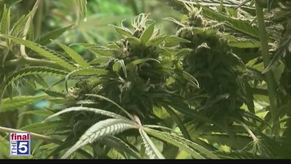 Treatment center using medical marijuana to treat opioid addicts