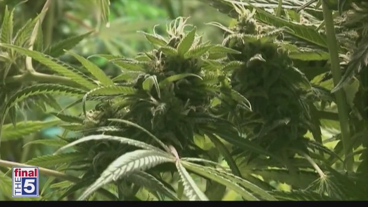 Treatment center using medical marijuana to treat opioid addicts