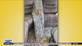 Liz's Pet Tricks for Monday, June 5