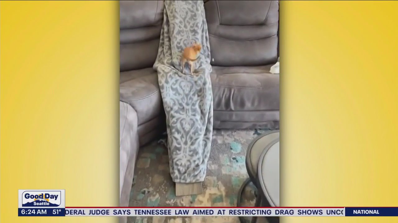 Liz's Pet Tricks for Monday, June 5