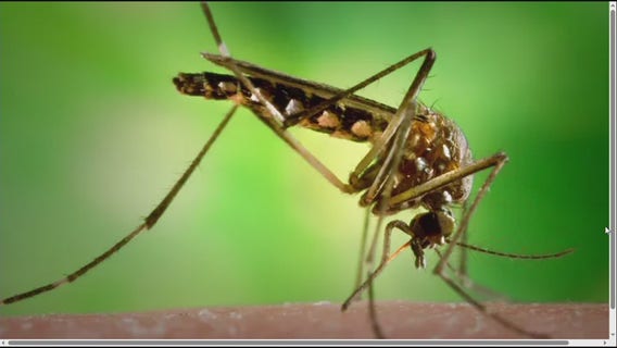 Invasive mosquitoes discovered in Bay Area | Take 2 Nightly