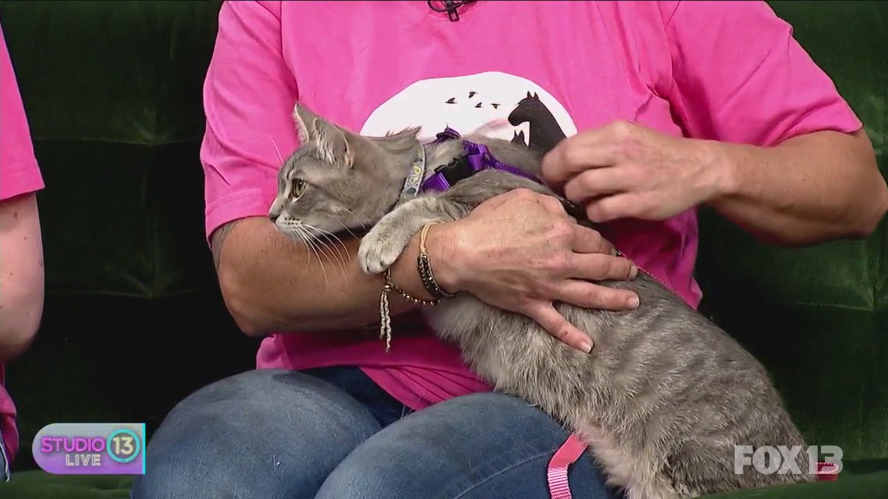 Meeting adoptable cats with Emerald City Pet Rescue during Adopt a Cat Month