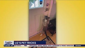 Liz's Pet Tricks for Tuesday, June 6
