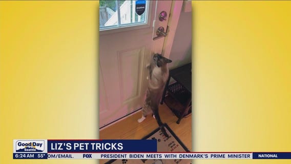 Liz's Pet Tricks for Tuesday, June 6
