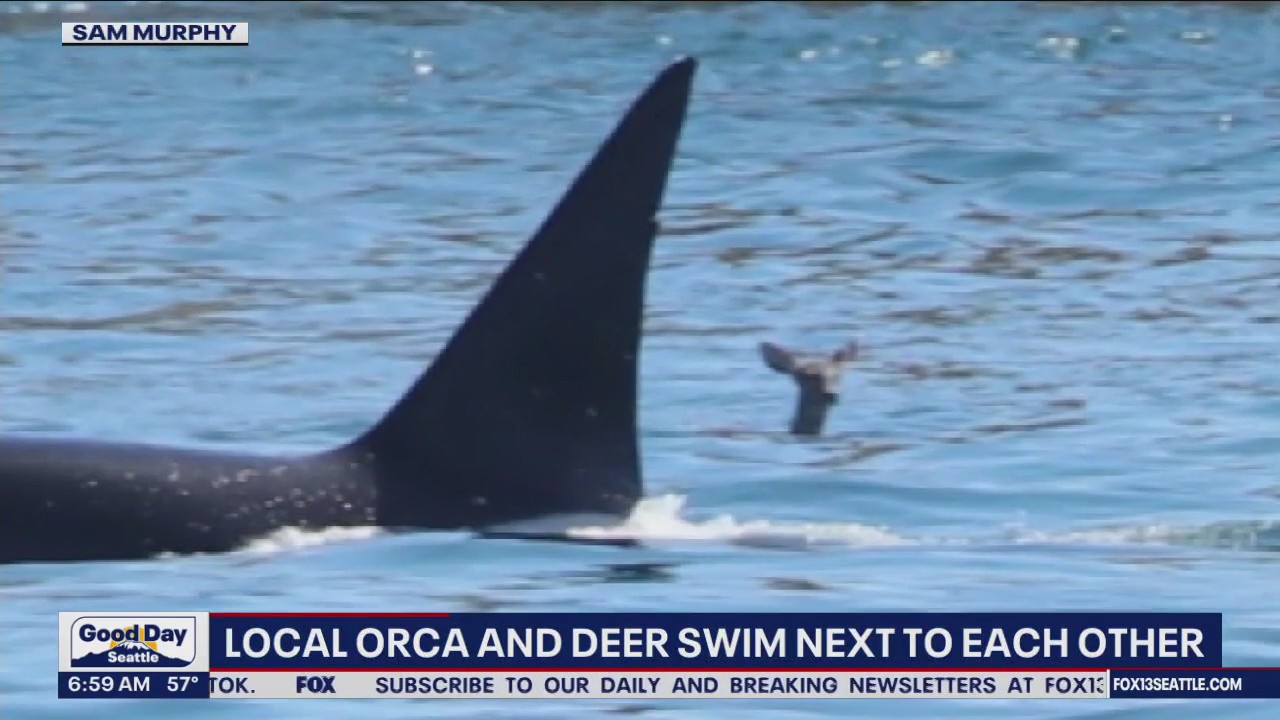 Local orca and deer swim next to each other