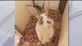 Pet bunnies found decapitated at Ahwatukee  preschool