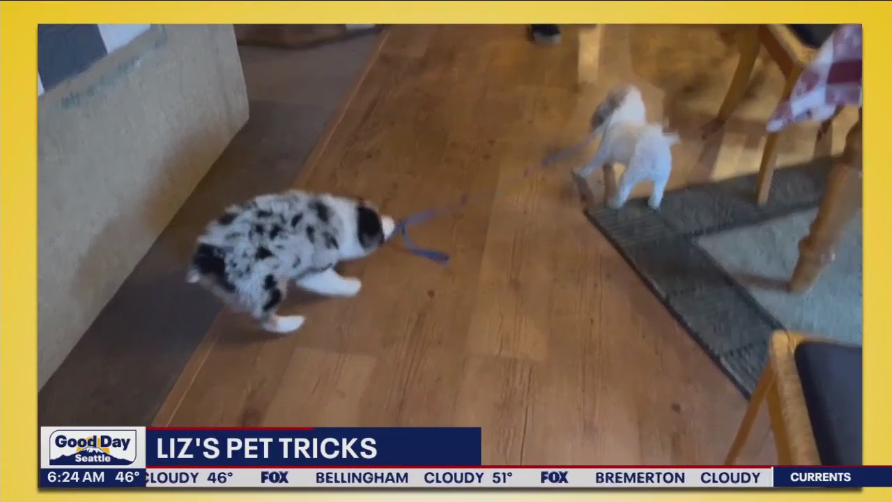 Liz's Pet Tricks for Monday, June 19