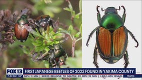 First Japanese beetles of 2023 found in Yakima