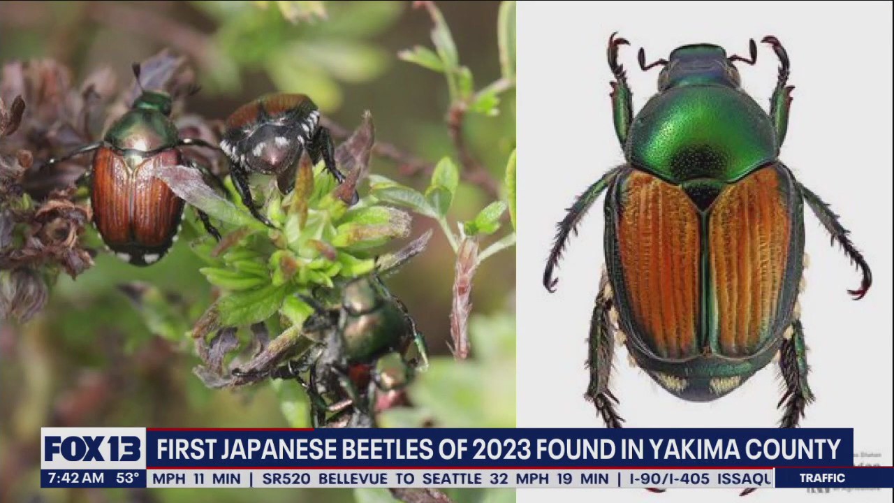 First Japanese beetles of 2023 found in Yakima