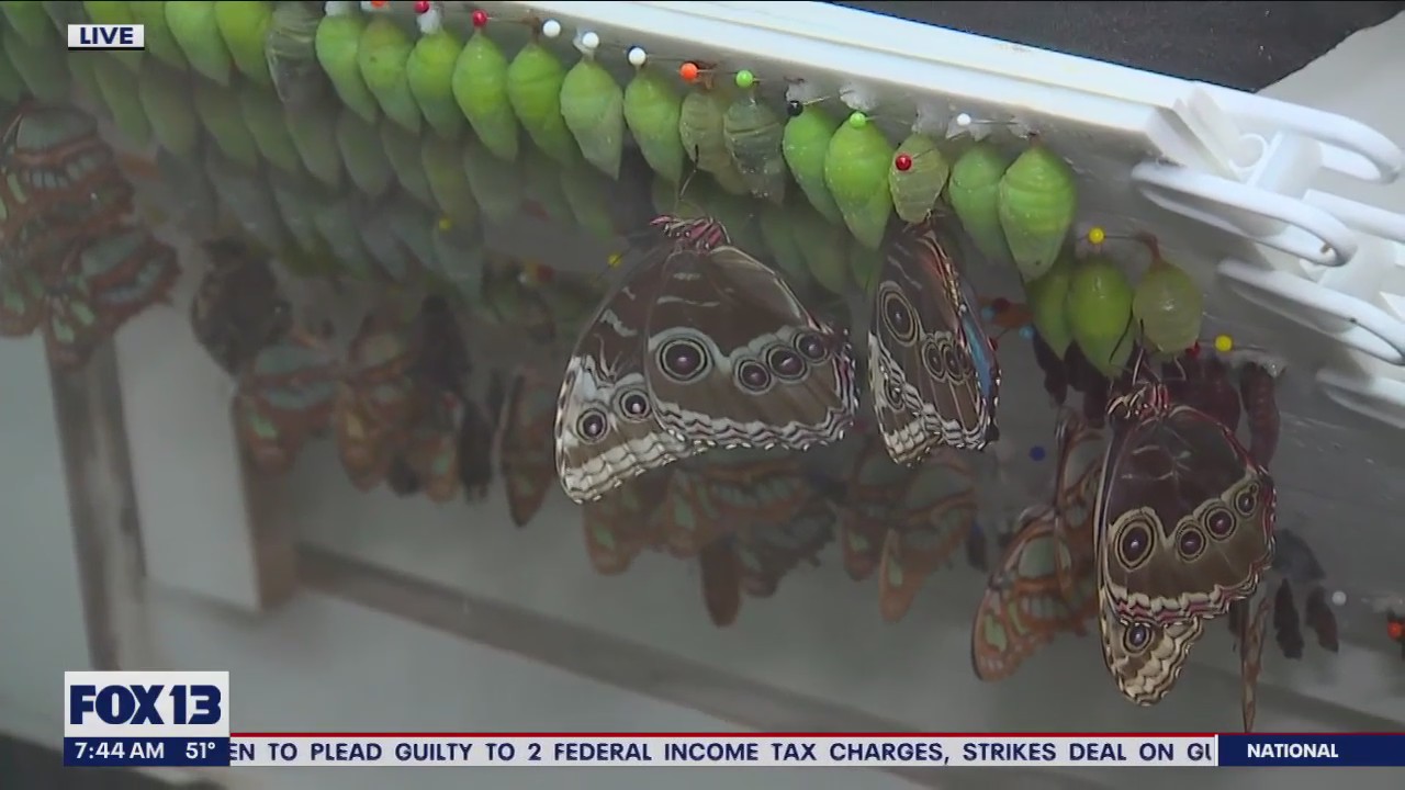 Touring Pacific Science Center's butterfly house (Part II)