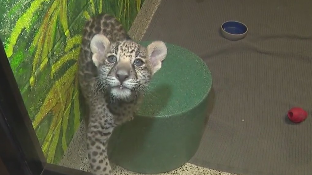 Wildlife World Zoo displays new baby jaguar