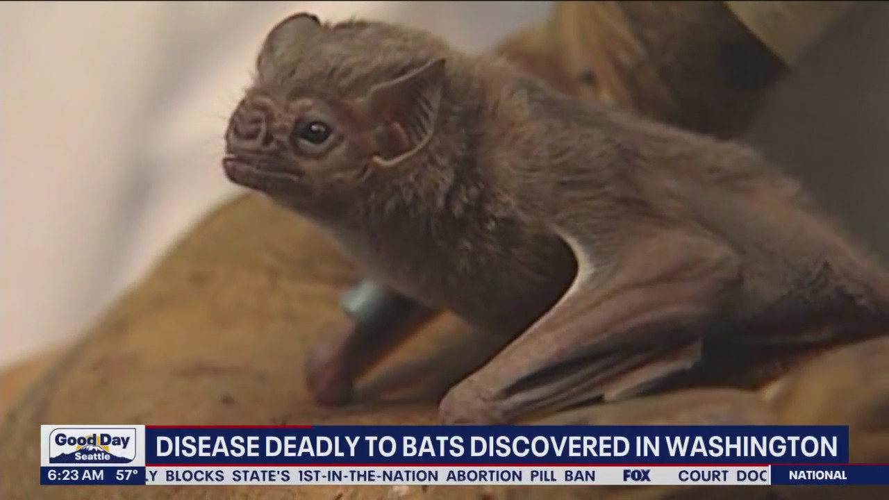 Disease deadly to bats discovered in Washington