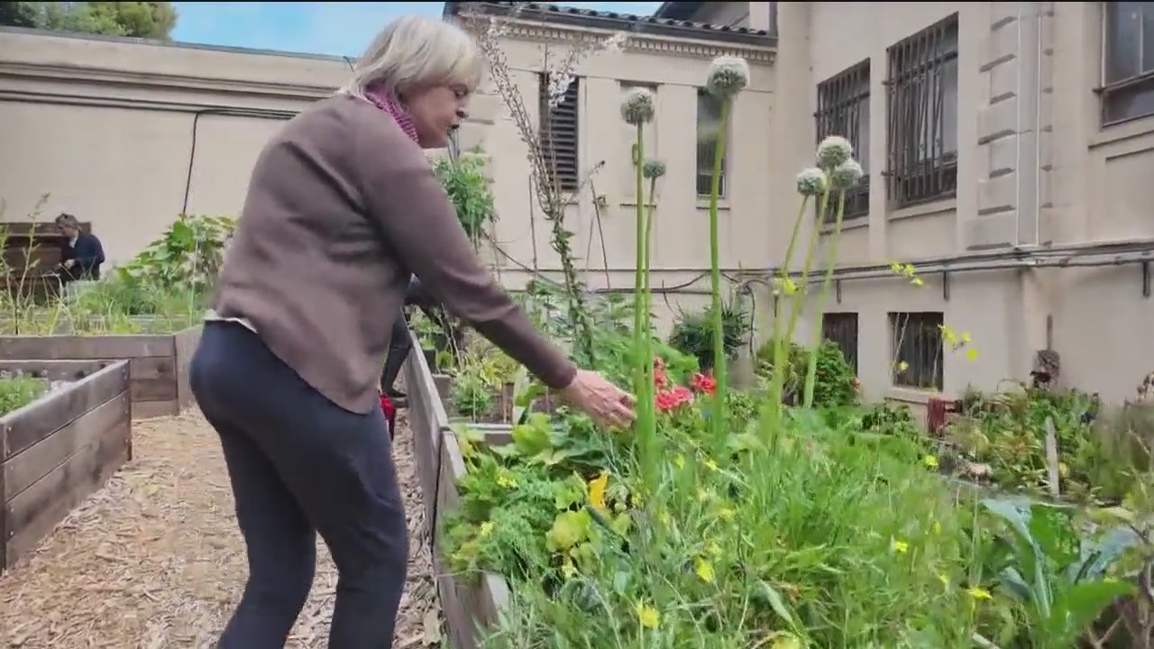 Senior community gardening in San Francisco | Take 2 Nightly