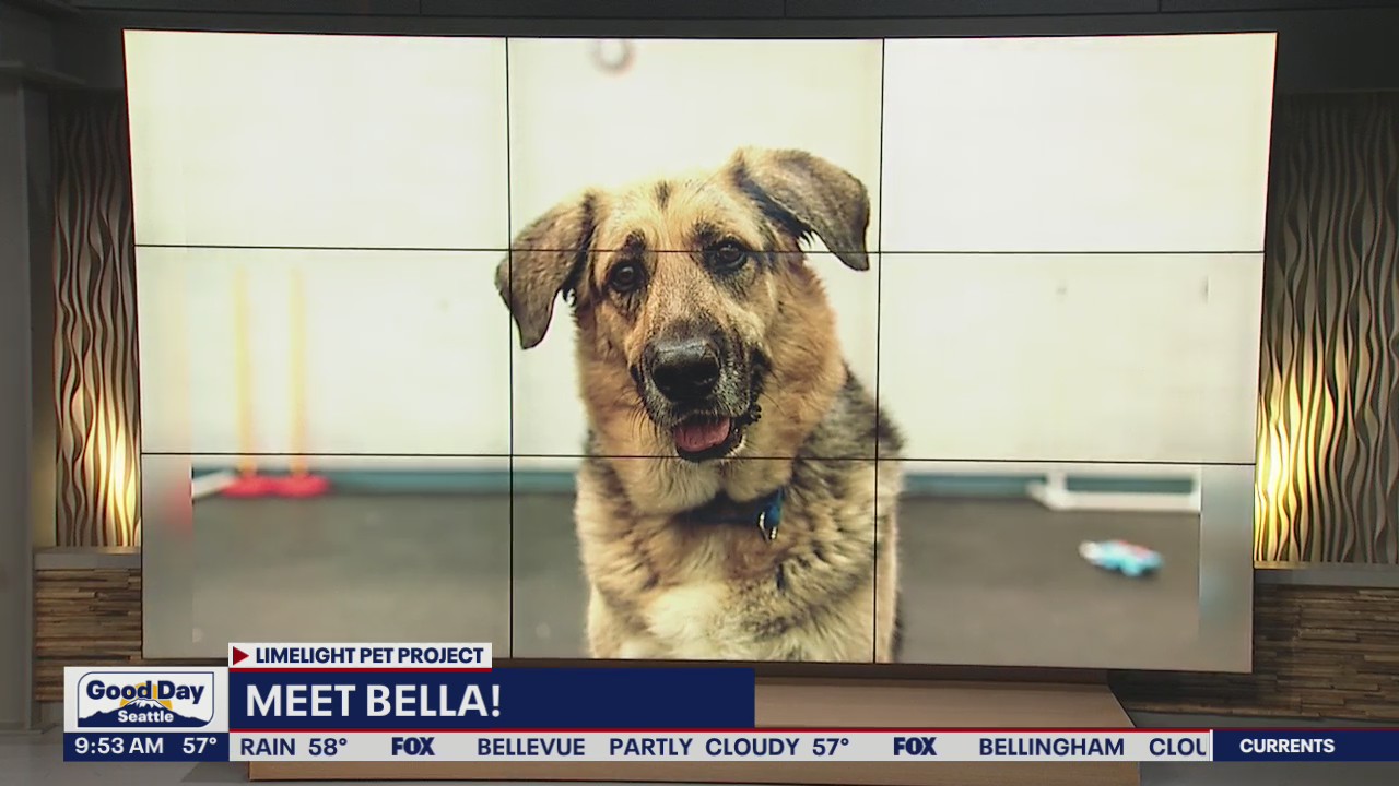Pet of the Week: Bella