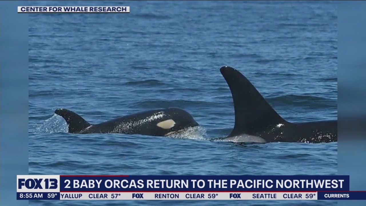2 baby orcas return to the Pacific Northwest